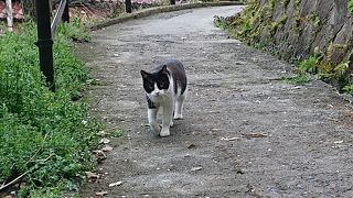 猫の細道