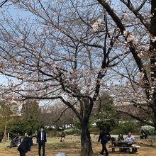 花見の場所取りをするサラリーマン