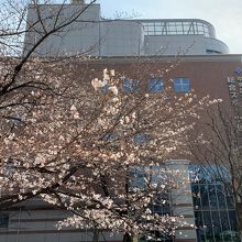 スポーツセンター前の桜