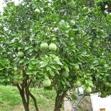 庭には文旦が実を付けていました。