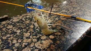 2尾サービスしてもらえました