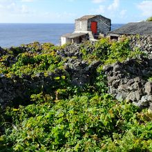 ピコ島東部で見たブドウ畑。溶岩の石垣で区切られています。