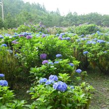明池菜園のアジサイ
