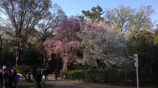 桜の季節