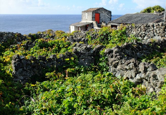 ピコ島のブドウ畑文化の景観