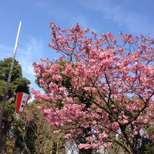 上野の桜