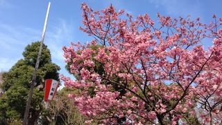 桜の時期に訪問