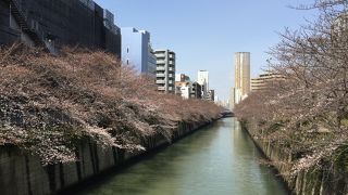 3月25日桜は3分咲きでした