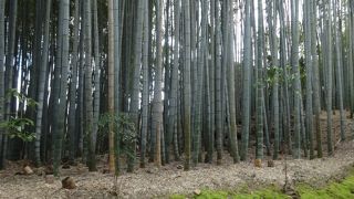 竹に囲まれたお寺