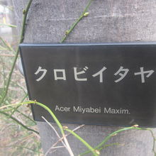 学名も付されたクロビイタヤのプレートの様子