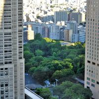 都庁裏に見える新宿公園の緑