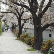 桜の名所の公園でした。