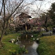 庭園と桜の静かな時間