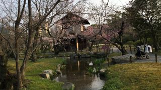 庭園と桜の静かな時間