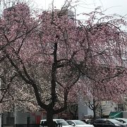 桜が咲き始めていました。ちょっと早めのお花見