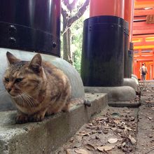 鳥居の猫