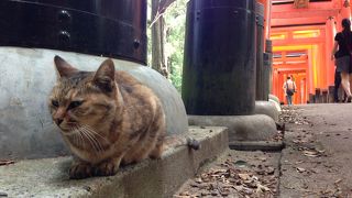 人がいない千本鳥居