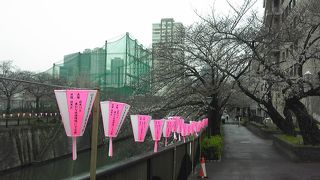 かなり咲いてきました