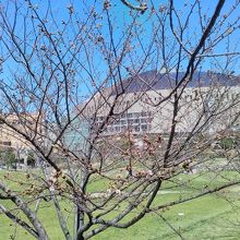 桜とヤフオク福岡ドーム