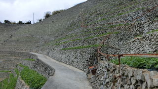 石垣づくりの山の斜面の畑