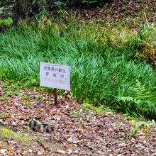 下鴨神社の御神紋である「双葉葵」の群生 育成中