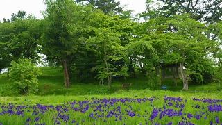流石、歴史の[あやめ園]