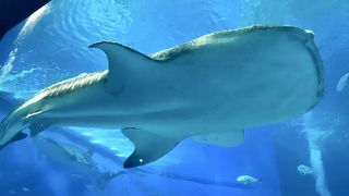 世界一の水族館！