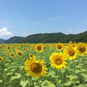 暑さ対策は万全に。