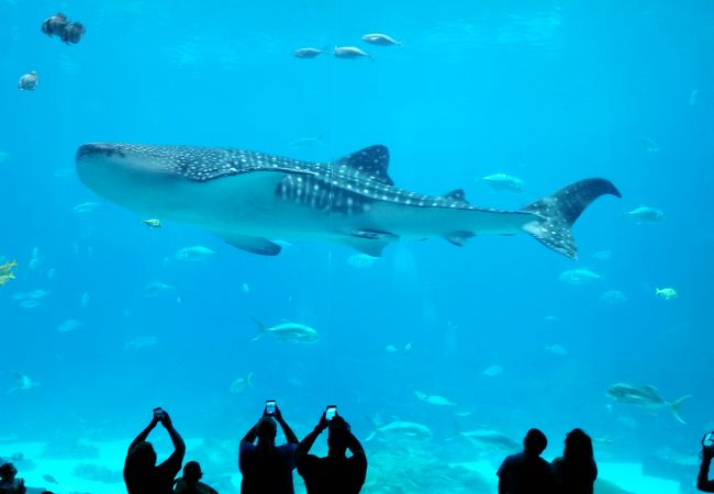 ジョージア水族館 クチコミ アクセス 営業時間 アトランタ フォートラベル