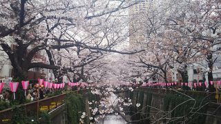 もう少しで満開🌸