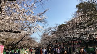 花は上野よ♪と唄われます