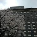 桜満開