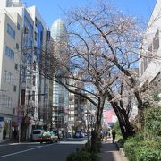 大きな桜の木があります