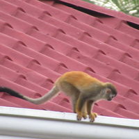 ホテルの屋根に来たリスザル