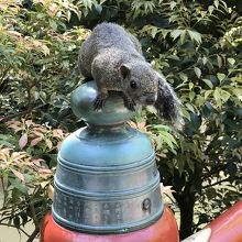 鎌倉でリスに遭遇