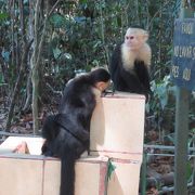 サル、ナマケモノが見られます