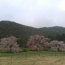 見事なしだれ桜