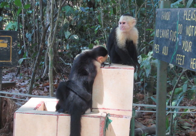 サル、ナマケモノが見られます