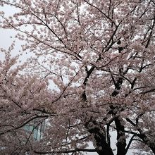 かなり咲いていました。29日金曜日