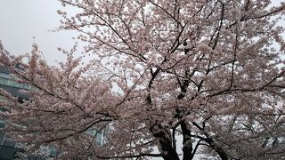 お花見してきました