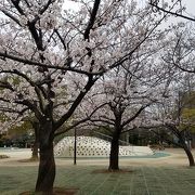 桜がキレイでした。