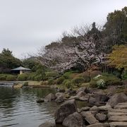 日本庭園に桜