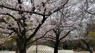 桜がキレイでした。