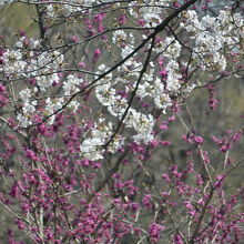 ピンクの桜と赤いハナズオウの花