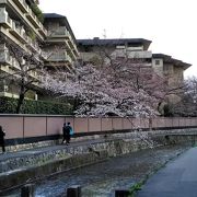 速報「京都白川」の桜　2019/3/29