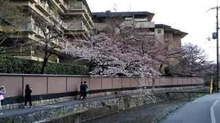 速報「京都白川」の桜　2019/3/29