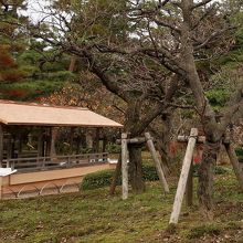 梅林にある御亭