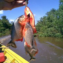 ピラニア釣り、大漁!