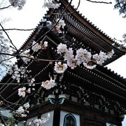 速報「本法寺」の桜　2019/3/30