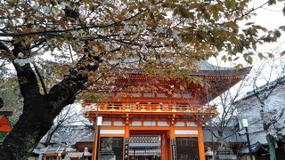 速報「八坂神社」の桜　2019/3/30